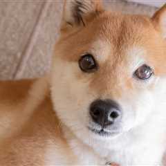 Another Dogecoin or Shiba Inu: What’s Next for Memecoins?