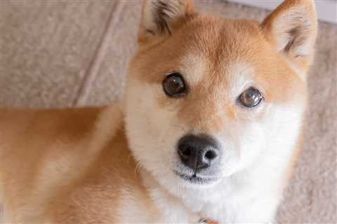 Another Dogecoin or Shiba Inu: What’s Next for Memecoins?